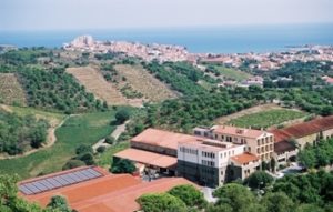 Vinery in Banyuls”